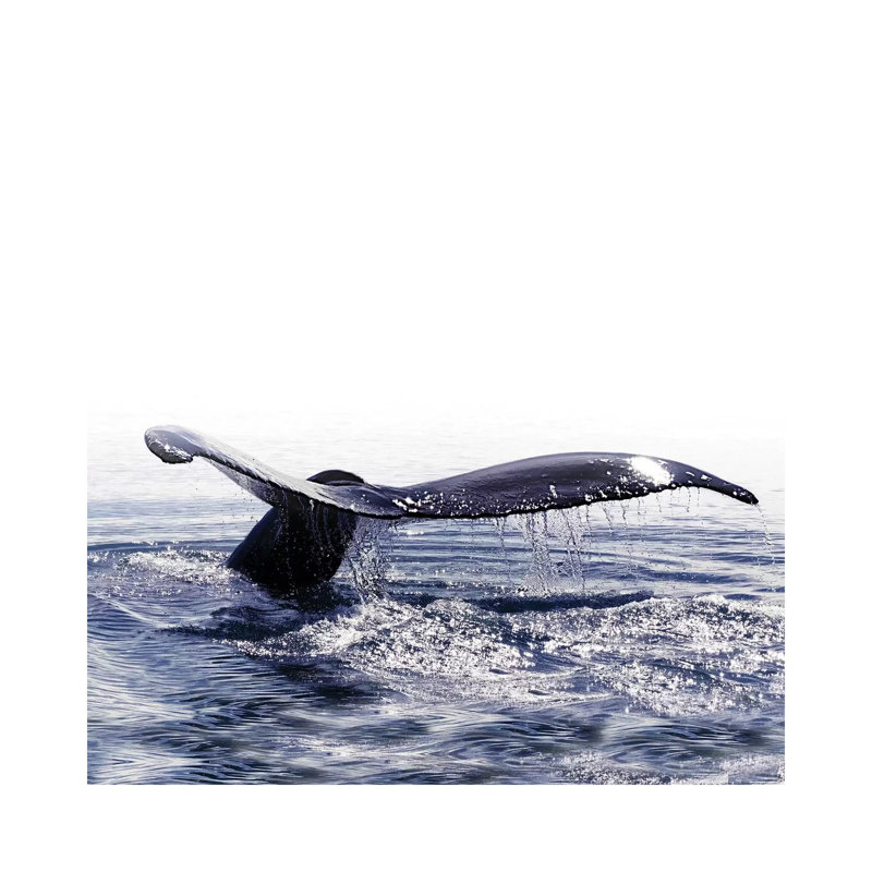 Whale Song Iceland I Square by Monika Strigel - Wrapped Canvas Print, 30.48 cm H x 30.48 cm W