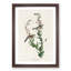 Chestnut-sided Warbler by John Audubon - Picture Frame Painting Print-55536166-55536167