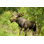Wild Bull Moose in Autumn par Janmiko - Photographie sur toile tendue