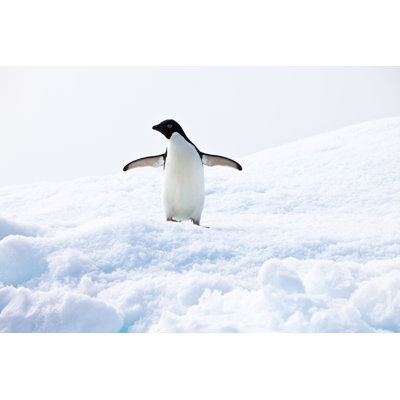 Adelie Penguin by MOF - Wrapped Canvas Print