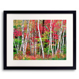 New Hampshire Autumn Forest Print by Bruce Heinemann