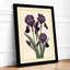 Purple Iris Study Botanical - Framed Print-84536184-84536186