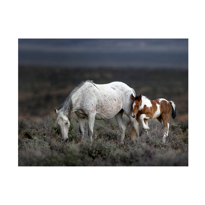 Verdon Wild Mustang Generations Canvas Art, H 14 po x l 19 po