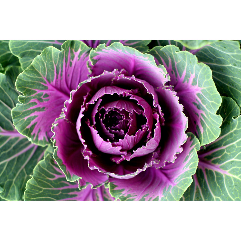 Cabbage by Colevineyard - Wrapped Canvas Print