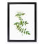 Jasmine Flowers by Pierre-Joseph Redoute - Picture Frame Graphic Art Print-55610114-55610113