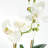 PHALAENOPSIS ORCHID DROP-IN 15" Set of 2
