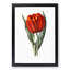 Red Tulip - Picture Frame Painting Print-55616538-55616534