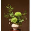 Arrangement floral Wabi Sabi