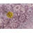 Gaastra Ikat Indoor Rug-1072249668