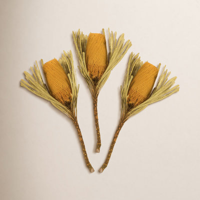 12" Jumbo Banksia Flower with Stem Dried