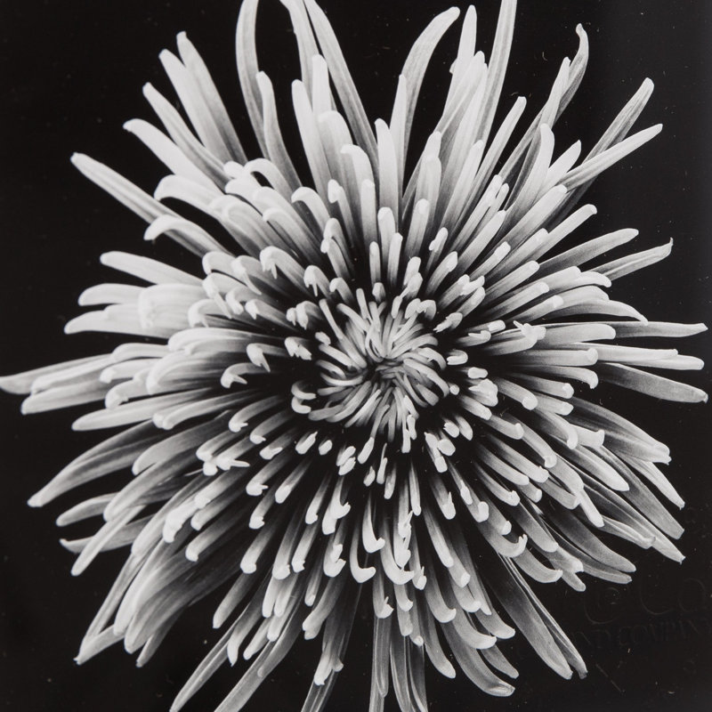 Black Blossom - D Print