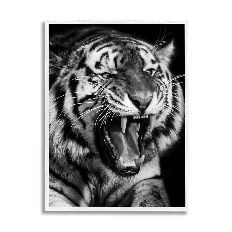 Az-067 - Tigre rugissant encadré, H 14 po x l 11 po x P 1,5 po, Giclée encadrée blanc bord de mer