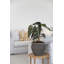 Athena L, brun ombre