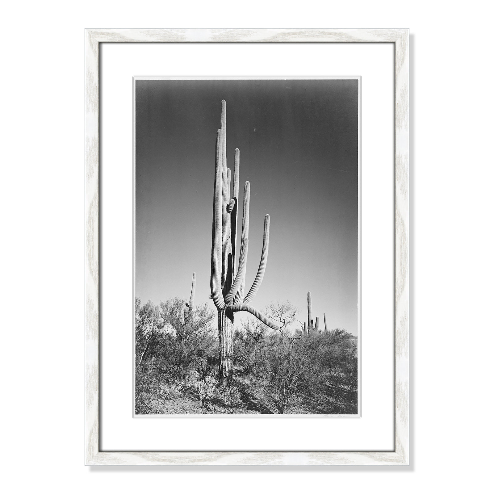Saguaro National Monument Print by Ansel Adams, 23" H x 17" W x 0.75" D, White