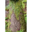 Callie Decorative Tray Bird Feeder