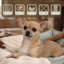 Rural Retreats Faux Fur Pet Blanket