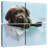 Brampt Beau The Dog