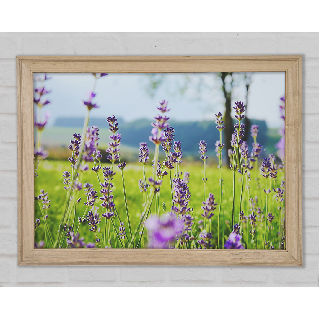 Tiny Flowers Suspended Above The Grass - Einzelne Bilderrahmen Kunstdrucke