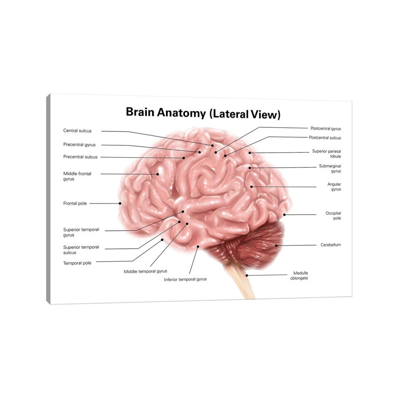 «Human Brain Anatomy, L latéral View» par Alan Gesek - reproduction d'art textuel sur toile tendue