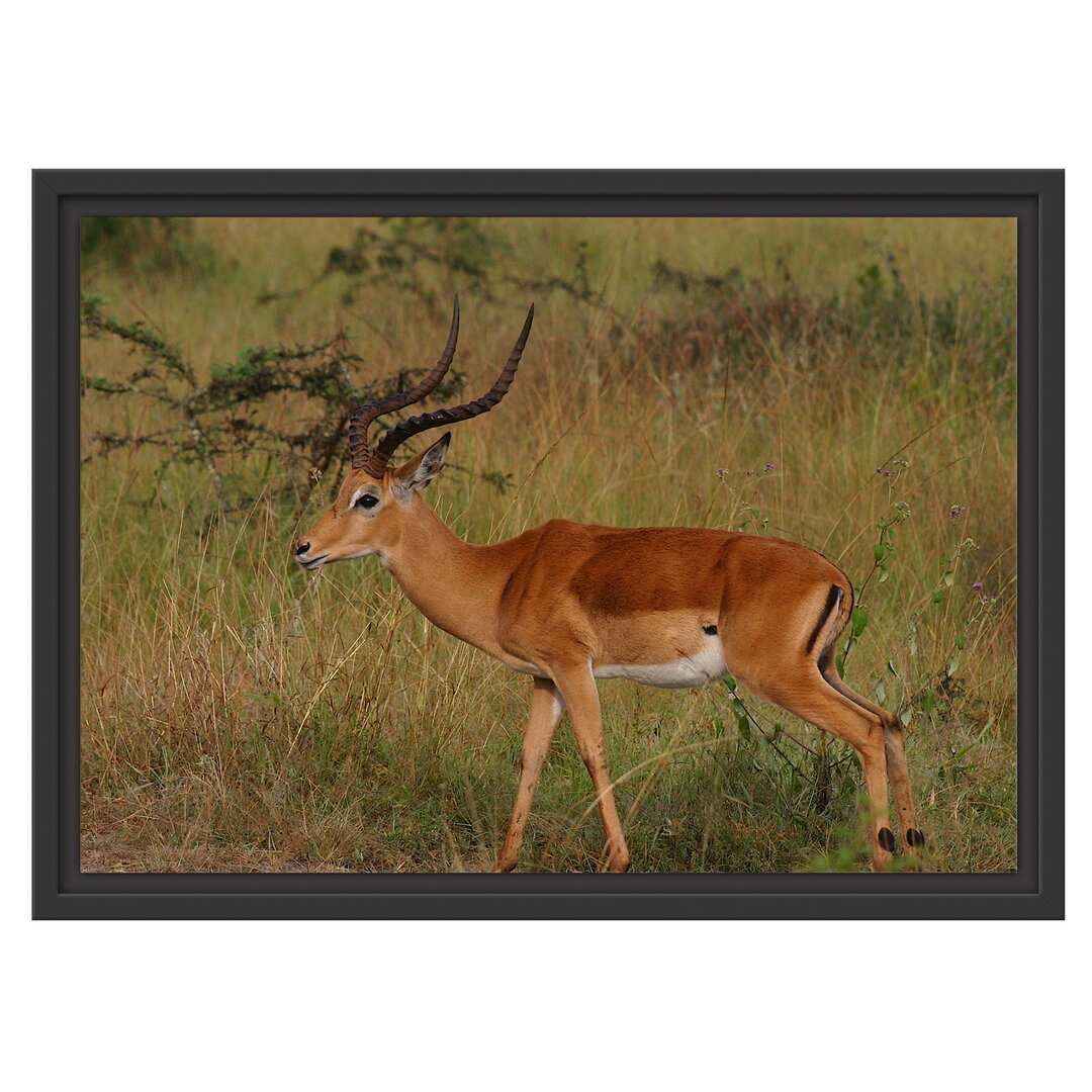 Gerahmtes Wandbild Dorkasgazelle in der Savanne