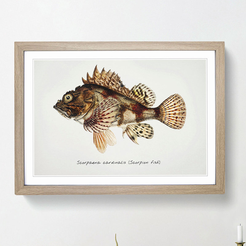 Illustration of a Scorpion Fish by F.E. Clarke - Picture Frame Graphic Art Print on MDF, 27cm H x 36cm W x 2cm D, Oak Framed
