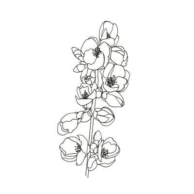 Quince Blossom Contour I
