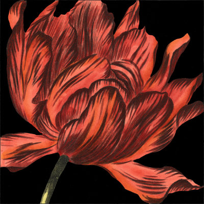 Mini Transitional Tulip IV (P) by Vision Studio - Wrapped Canvas Print