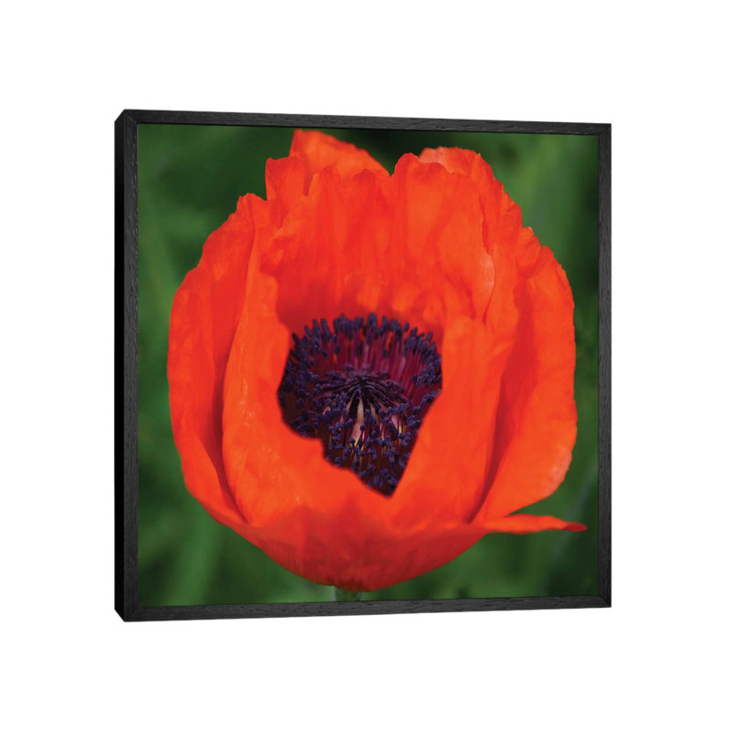 Orange Poppy I by Savanah Plank - Gallery-Wrapped Canvas Giclée on Canvas, 45.72 cm H x 45.72 cm W, Black Framed