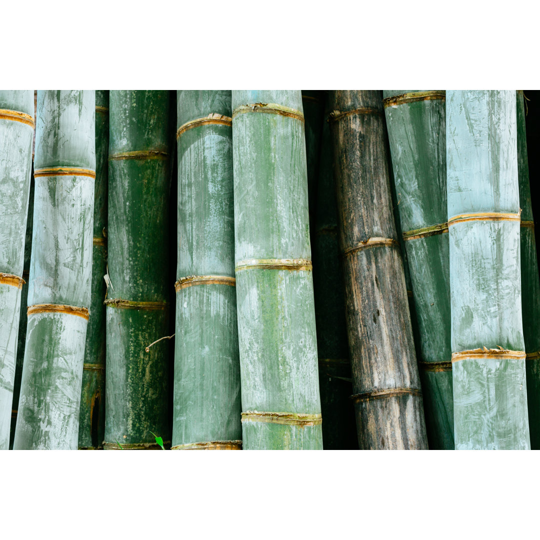 Bamboo Stems von Danilovi - Wrapped Canvas Set