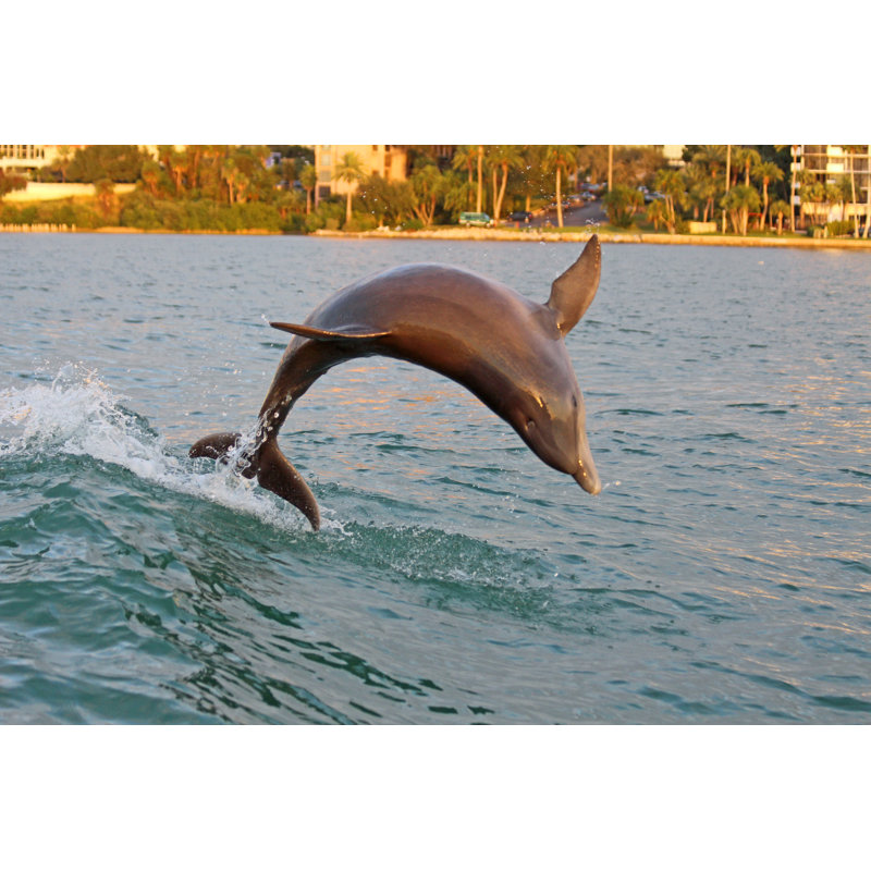 Jumping Dolphin In Clearwater, Florida, 30cm H x 46cm W x 3.8cm D