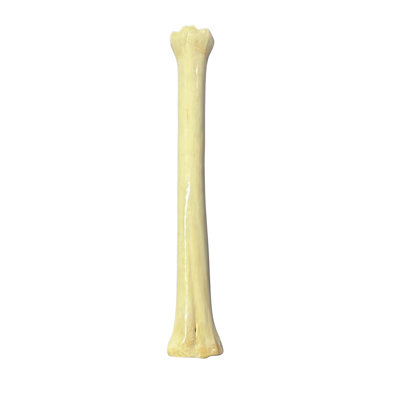 Real Giraffe Leg Bone