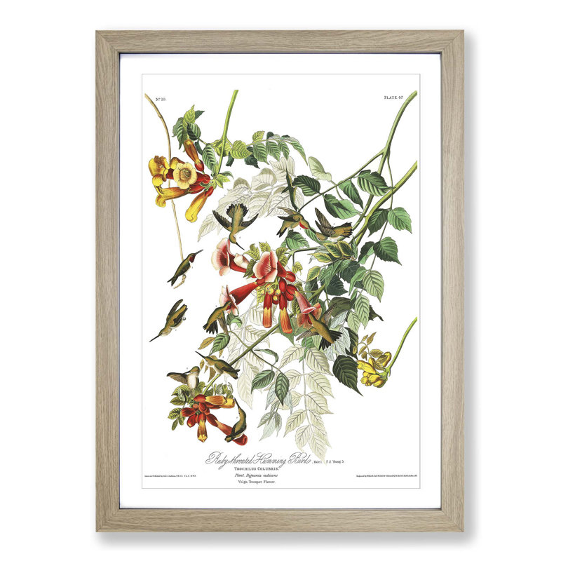 John Audubon - Single Picture Frame Print, Oak