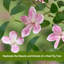 25cm Plant