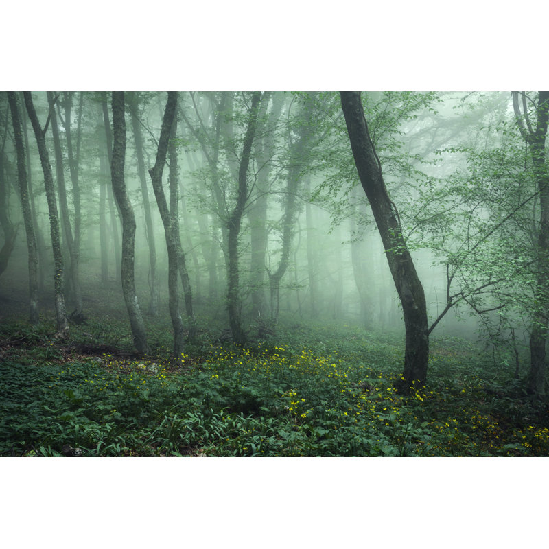 Forest In Green Fog - Wrapped Canvas Print, 30cm H x 46cm W x 3.8cm D