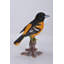 Statue oriole on branch