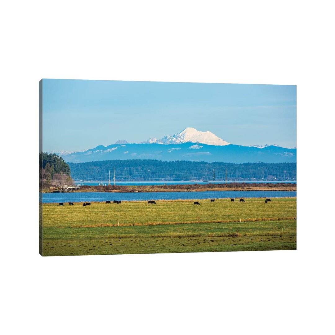 Whidbey Island, Bundesstaat Washington. Der schneebedeckte Mount Baker, der Puget Sound, schwarze Kühe und eine Weide