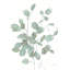 Photographie de feuilles transparentes d'eucalyptus par Danhui Nai-1689109177-1720447927