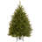 Dunhill Fir Tree-101688608