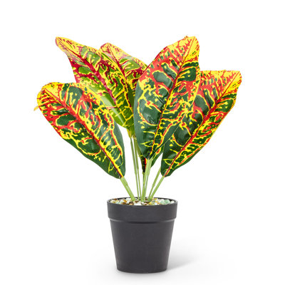 Plante à feuilles moyennes