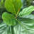 72'' Faux Fiddle Leaf Fig Tree in Pot-539251040