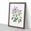 Violet Clematis Flowers - Picture Frame Painting Print-55605553-55605557