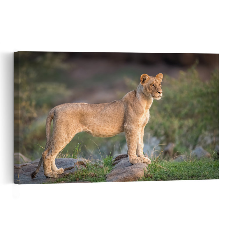 Golden Hour Lioness Abstract Contemporary Cat Lion Landscape Nature Wall Art Print by Jeffrey C. Sink - 1 Piece Wrapped Canvas Wall Art