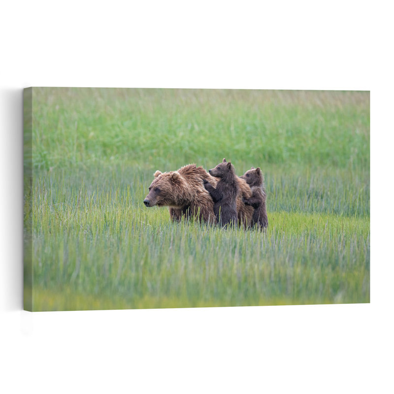 Mother Bear And Cubs Contemporary Bear Nature Wildlife Wall Art Print by Jeffrey C. Sink - 1 Piece Wrapped Canvas Wall Art