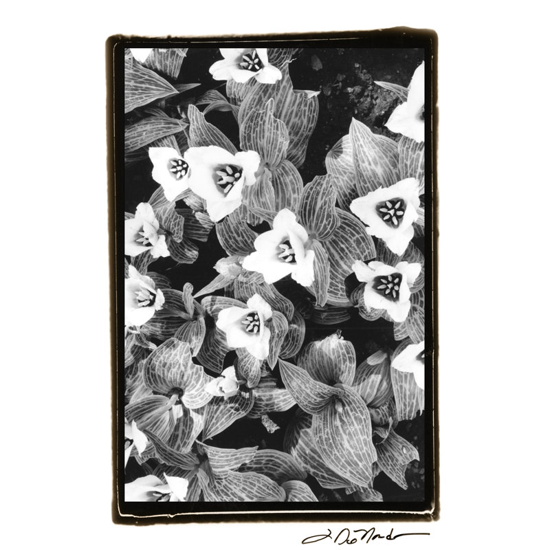 Springtime Garden I - Wrapped Canvas Art Prints, 76cm H x 51cm W x 3.8cm D