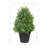 Rosemary Topiary In Pot