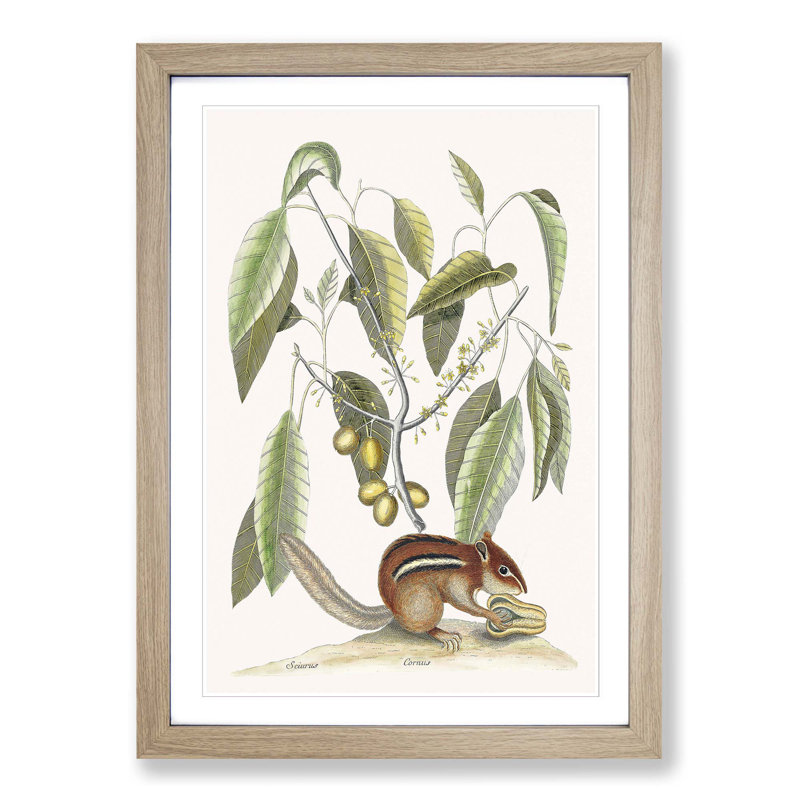 Ground Squirrel by Mark Catesby - Picture Frame Painting Print, Oak Framed, 48cm H x 36cm W x 2cm D