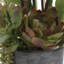 Centre de table et vase Uttermost Eterna