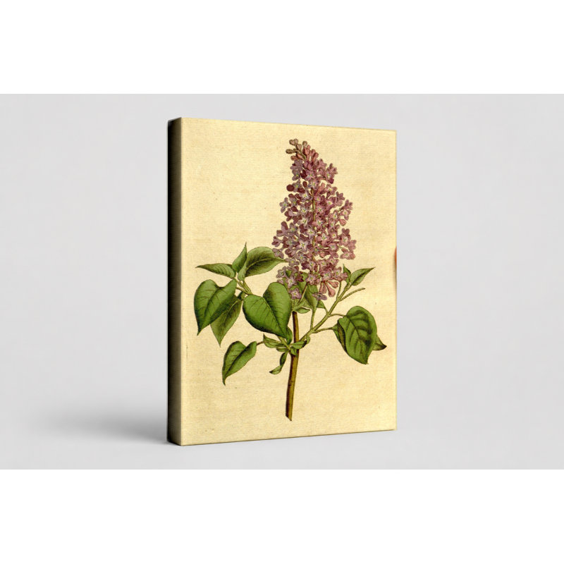 "Botanical Magazine Plate" 183 - Lilas commun (Syringa vulgaris) - Portrait, art mural sur toile