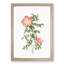 Pink Sweet Briar Rose by Pierre-Joseph Redoute - Picture Frame Graphic Art Print-55584126-55584127