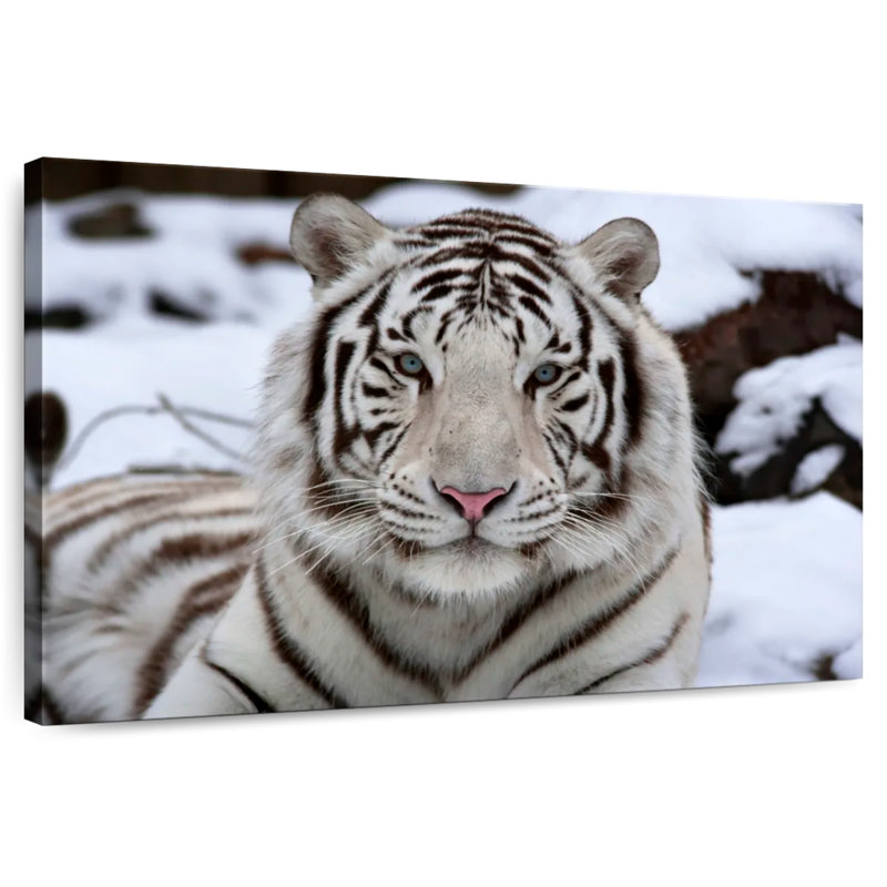 Brampt Glorious White Tiger, 16" H x 24" W